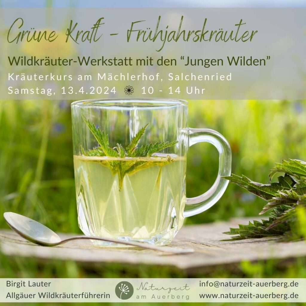 Grüne Kraft – Frühjahrskräuter (Wildkräuter-Werkstatt)